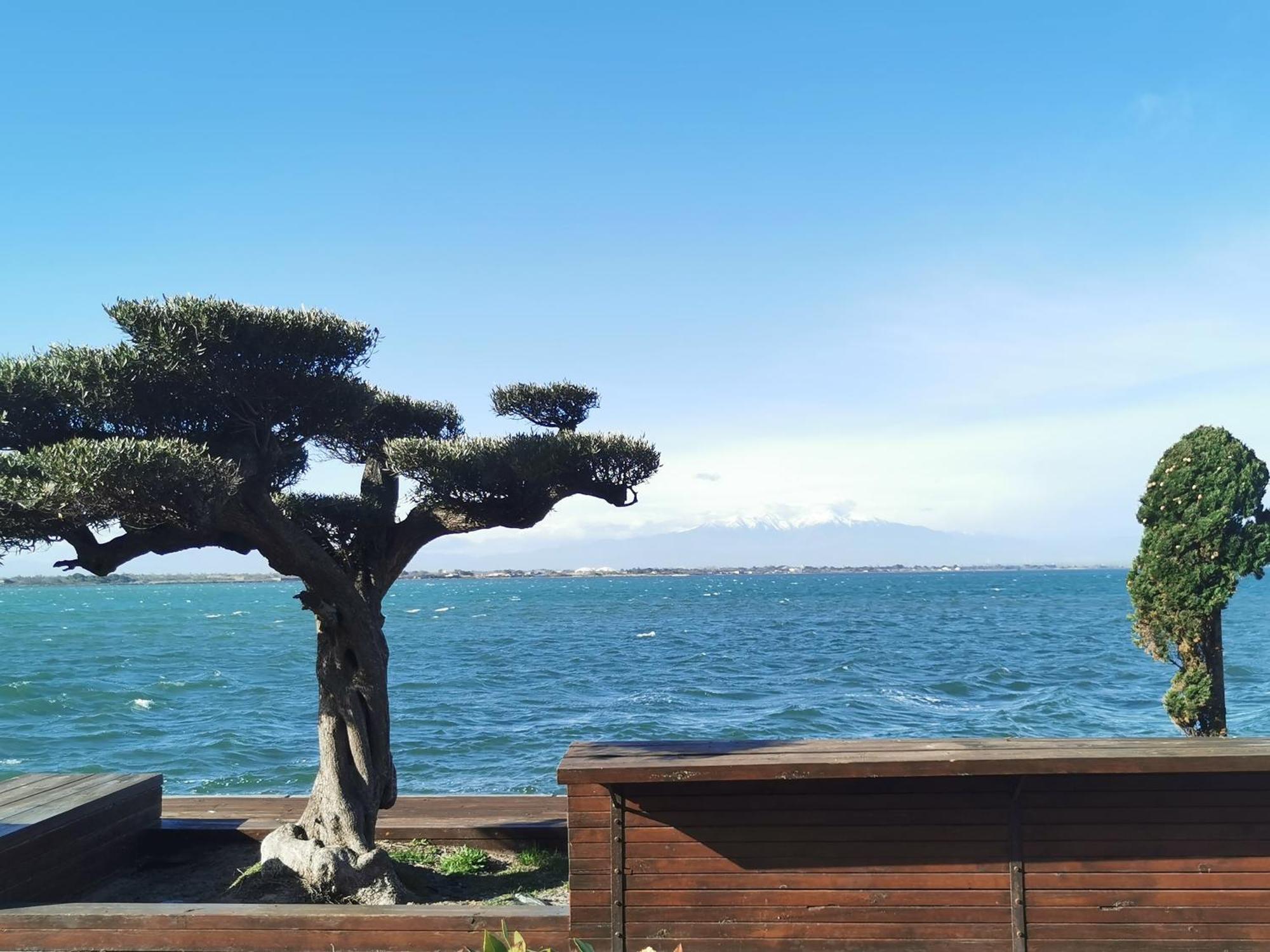 Appartement Cosy Sur La Presqu'Ile De Cap Coudalere Avec Piscine Ouverte Et Chauffee Le Barcarès Eksteriør bilde